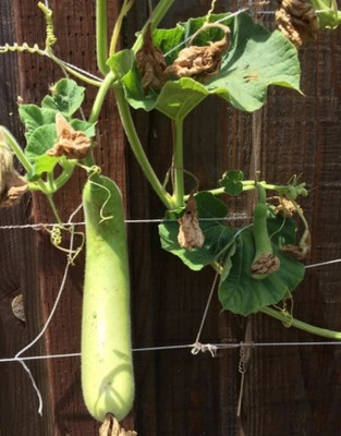 Corofitam Bottle Gourd Seeds Hugua Lauki Seed(100 per packet)
