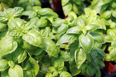 VibeX ® VMR-80 Basil Seeds,Lettuce Leaf Seed(1000 per packet)
