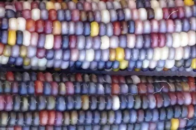 MAA Rainbow Corn, Corn Seed(48 per packet)