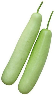 Quentova Bottle Gourad Seeds-IACR Seed(75 per packet)