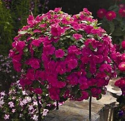 Qualtivate LXI-90 VINCA ROSEA TRAILING STRAWBERRY FLOWER SEEDS Seed(50 per packet)
