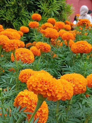 API marigold/gende ka phool flower seeds Seed(25 per packet)