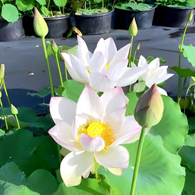 LPR LOTUS,KAMAL Seed(10 per packet)