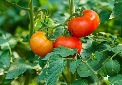 KISHORI CREATIONS tomato Seed(75 per packet)