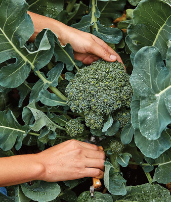 CYBEXIS GBPUT-61 - Sun King Broccoli - (1350 Seeds) Seed(1350 per packet)