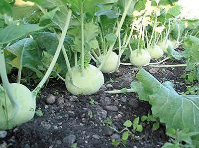 KANAYA Knol Khol (kohlrabi) F1 hybrid Seed(325 per packet)