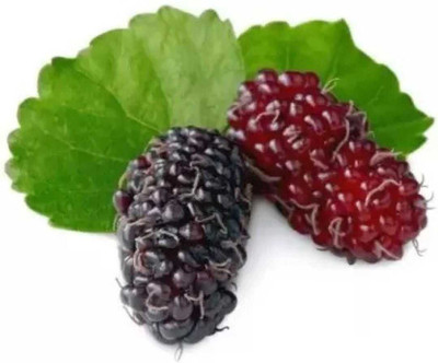 Oliver mulberry(shahatoot) Seed(79 per packet)