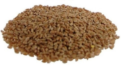 KNESSiN Green Wheatgrass Sprout Growing Seeds for Indoor Growing-(5000 Seeds) Seed(5000 per packet)