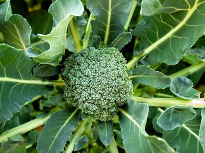 BJUBAS Broccoli Seeds pack of 22 Seed(22 per packet)