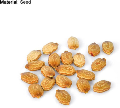KNESSiN Bitter Gourd White Long Seed(50 per packet)