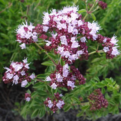 Qualtivate PUA-6A Herb Sweet Marjoram Oregano Seed(200 per packet)