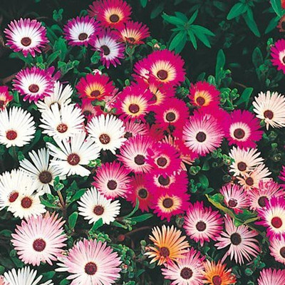 CYBEXIS Ice Plant Flower F1 Hybrid Seeds Seed(50 per packet)
