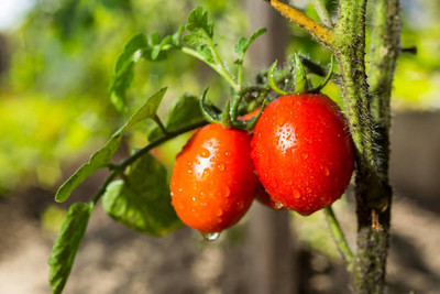 YUGANTAR tomato Seed(70 per packet)