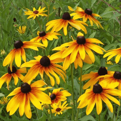 VibeX VVI-21 - Gloriosa Daisy Flower - (540 Seeds) Seed(540 per packet)