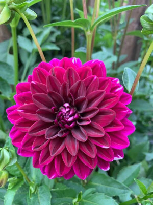 Lorvox Mix Color Dahlia Seed(20 per packet)