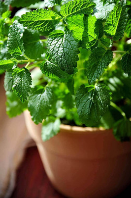 CYBEXIS XL-97 - Lemon Balm Herb - (2250 Seeds) Seed(2250 per packet)