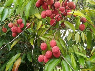 Aywal Premium Hybrid Litchi ( Lychee ) Fruit Seed(2 per packet)