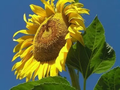 Aro Sunflower Seed(100 per packet)