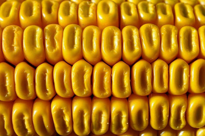 Qualtivate GBPT-6A Yellow Corn Seeds! Heirloom Seed(400 per packet)