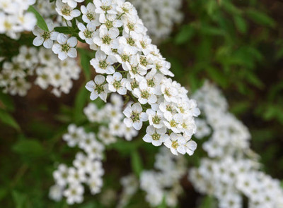 MAA gypsophila flower Seed(50 per packet)