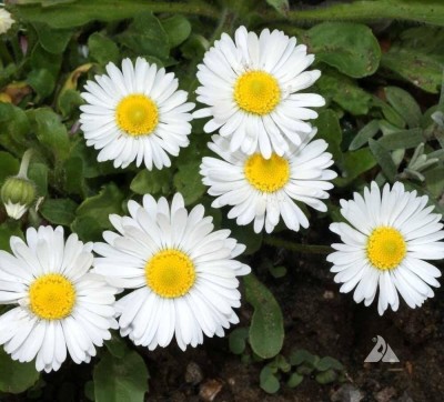 Qualtivate NDIR-9 White - Single - English Daisy Seeds Seed(50 per packet)