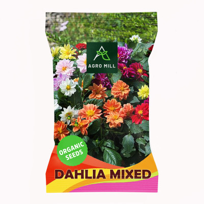 AGRO MILL DAHLIA MULTIFLORA DOUBLE MIXED PREMIUM QUALITY FLOWER Seed(20 per packet)