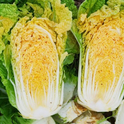 CYBEXIS Cabbage, Small rapeseed2000 Seeds Seed(2000 per packet)