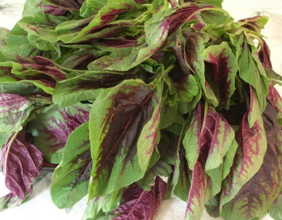 Qualtivate PUA-7A Red Leaf Amaranth Seeds Seed(300 per packet)