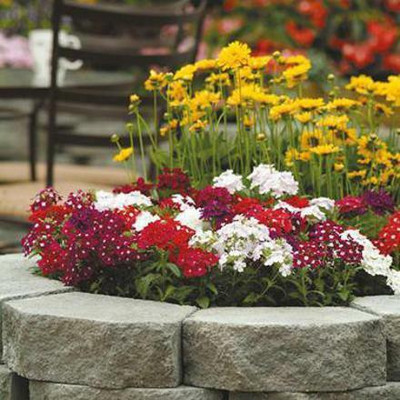 seedagro Verbena Mixed Seed(35 per packet)