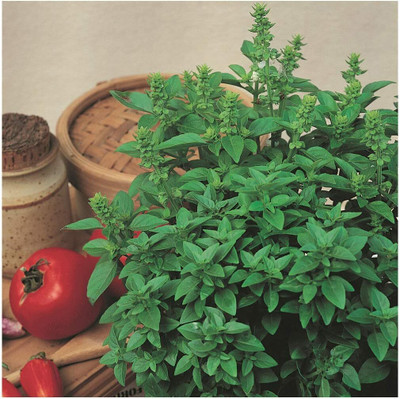 Qualtivate VXI-28 Organic Spicy Globe Basil Seed(1000 per packet)