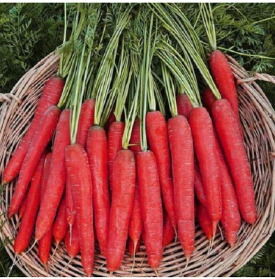 RUDAN Carrot 'Atomic Red' Seed(800 per packet)