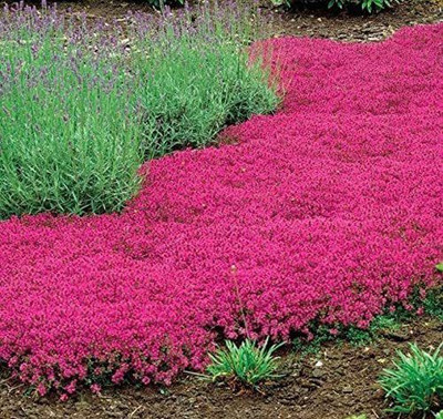 CYBEXIS LXI-56 - Wooly Creeping Thymus - (150 Seeds) Seed(150 per packet)