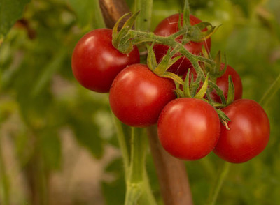 Gitanjali tomato Seed(70 per packet)