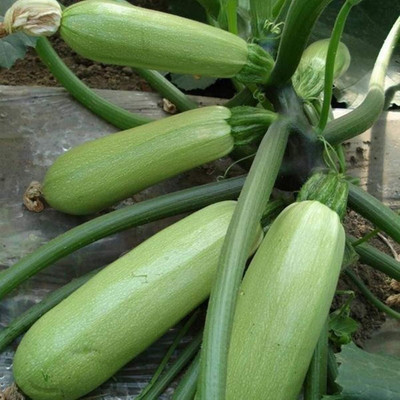KNESSiN Summer Squash Zucchini Seed(100 per packet)