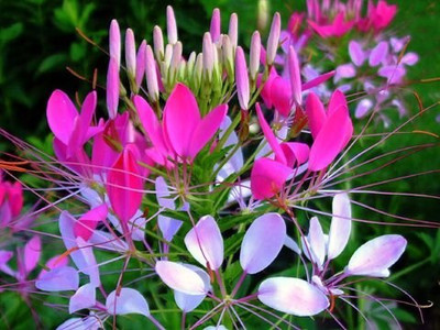Aywal MIX CLEOME SPIDER Seed(40 per packet)