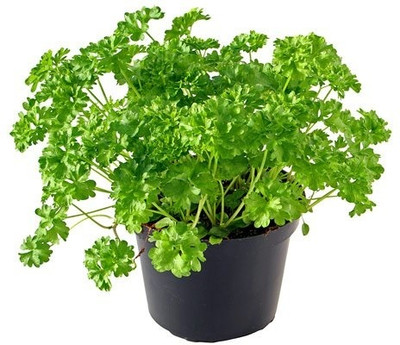 WILLVINE Parsley Forest Green-[200 Seeds] Seed(200 per packet)
