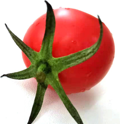 VRAKSHA Tomato Seed(2000 per packet)