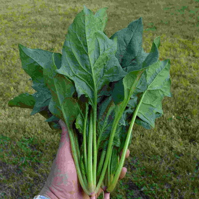 Qualtivate FXL-5AT Spinach - Chinese - Green Arrow Seed(50 per packet)
