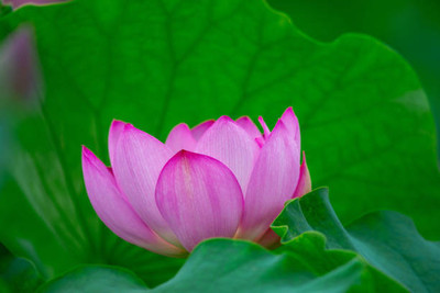 surmul lotus,kamal gatta Seed(14 per packet)