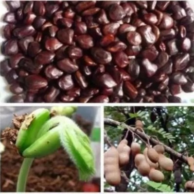 MAA Tamarind, Imli Seed(19 per packet)