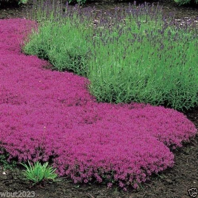 Qualtivate HYB-2A Red Carpet Creeping Thyme Seed(50 per packet)