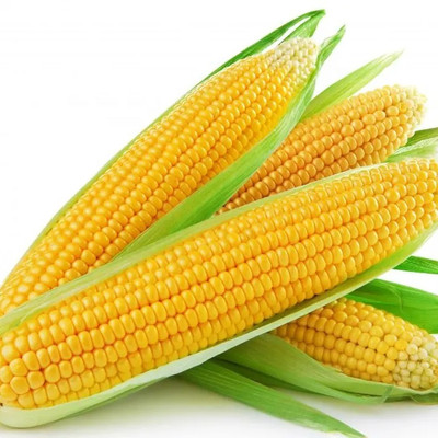 CEZIUS Sweet Corn (Makka) (मक्का के बीज) Seed(100 per packet)