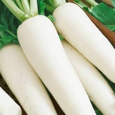 ActrovaX XXX Mooli - (White Long Radish) [1000 Seeds] Seed(10 per packet)