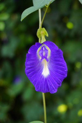 the green dotcom Butterfly Pea Flower Seed(34 per packet)