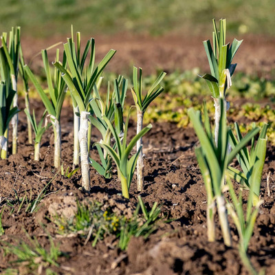 Qualtivate HYB-1A Leek/Green Onion Seeds Seed(500 per packet)