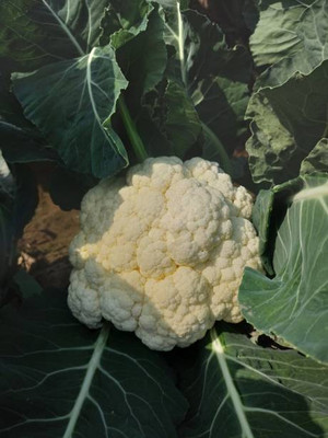 Mewar Impex white cauliflower,gobhee seeds Seed(13 per packet)