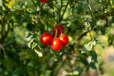 ELANHOOD tomato Seed(110 per packet)