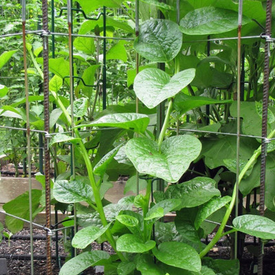 CRGO SPINACH , PALAKH Seed(220 per packet)