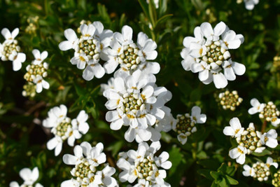 CEZIUS Tuff Candy Candytufff Seed(100 per packet)