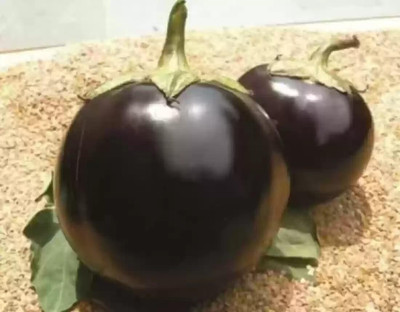 KNESSiN Navakiran F1 Hybrid Brinjal Seeds-[5gm] Seed(1000 per packet)